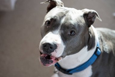 Pitbull Terrier sana yakın çekimde havlıyor.