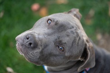 Dişi bir pitbull yavrusunun resmini kapat.