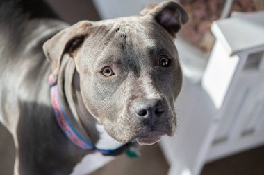 Dişi bir pitbull yavrusunun resmini kapat.