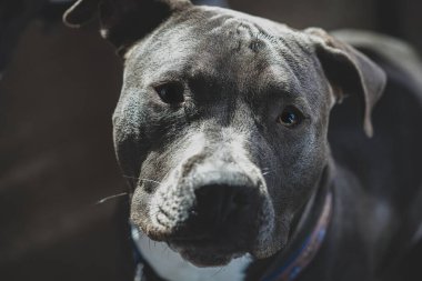 Dişi bir pitbull yavrusunun resmini kapat.
