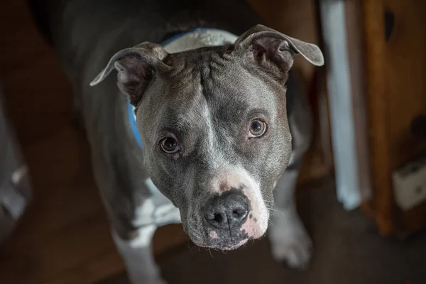 Close Imagem Maduro Pitbull Macho Cão — Fotografia de Stock