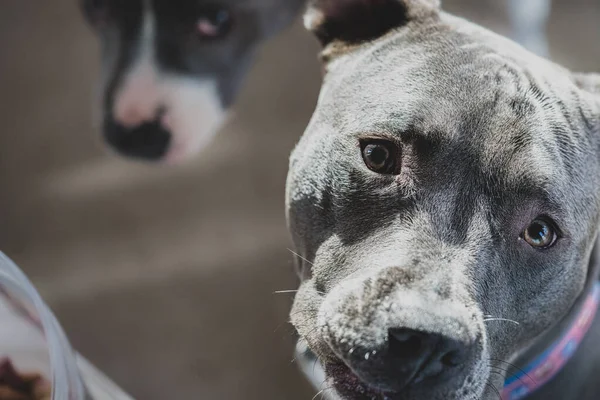 female pitbull puppy is looking at you with her older brother is watching in the background