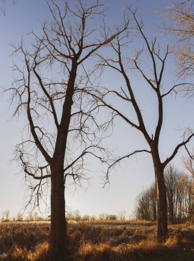 Steteskop sığ alan derinliğinde masanın üzerinde yatıyor.