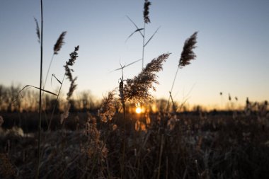 Steteskop sığ alan derinliğinde masanın üzerinde yatıyor.
