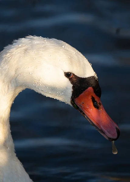 Volwassen Zwaan Zwemmen Vijver Krijgt Een Close — Stockfoto