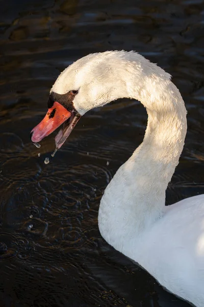 Vuxen Svan Simmar Dammen Får Närbild — Stockfoto