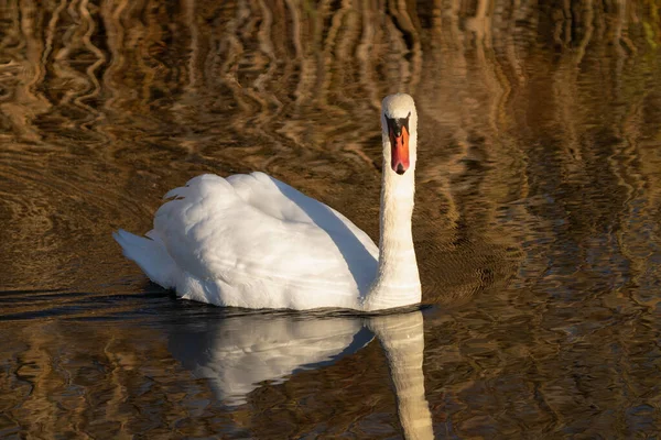 Adulto Cisne Nadar Estanque Consigue Primer Plano — Foto de Stock