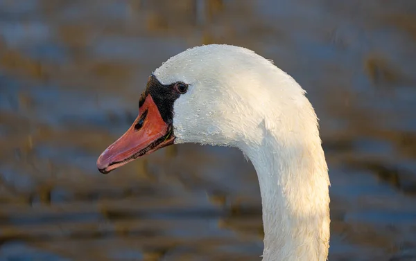 Vuxen Svan Simmar Dammen Får Närbild — Stockfoto