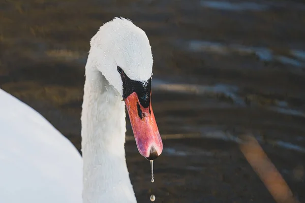 Vuxen Svan Simmar Dammen Får Närbild — Stockfoto