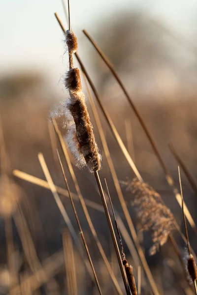 Rohrkolben Bei Sonnenuntergang Einer Goldenen Herbstwiese — Stockfoto