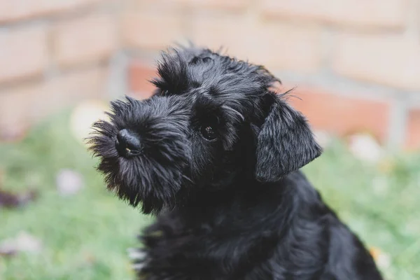 Zwart Miniatuur Schnauzer Puppy Poses Voor Een Close — Stockfoto