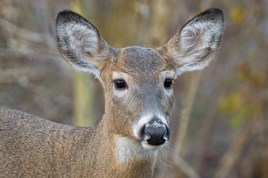 Ormandaki ceylan fotoğraf çektirmek için yakına geliyor.