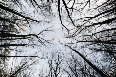 Yaprakları olmayan ağaçlar çok yukarıda.