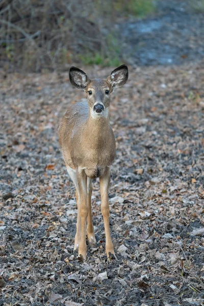 Doe Forest Comes Close Photo — Stock Photo, Image