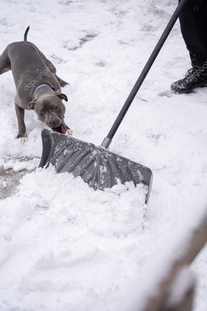 puppy is playing with the snow shovel as it clears your driveway after a recent snow storm