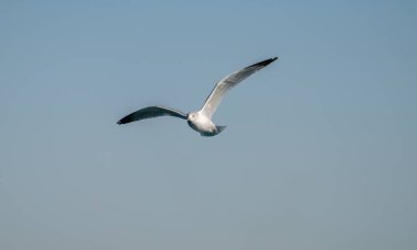 Kanatları olan martılar kışın soğuk sularında süzülür. Hem de canlı ve güneşli bir günde.