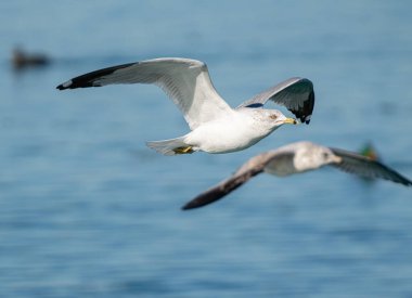 Kanatları olan martılar kışın soğuk sularında süzülür. Hem de canlı ve güneşli bir günde.