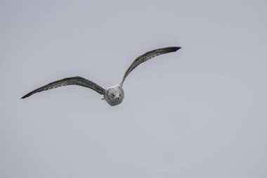 seagull soars high above with wings spread wide on a cold day in winter clipart