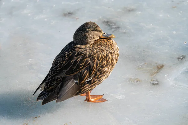 Canard Colvert Est Perché Sur Morceau Glace Lac Gelé Par — Photo