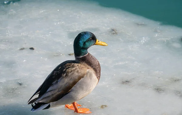 Mallard Duck Perched Piece Ice Frozen Lake Cold Day Winter — Stock Photo, Image