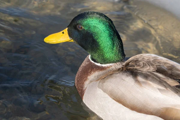 Canard Colvert Obtient Coup Tête Par Une Journée Ensoleillée Hiver — Photo