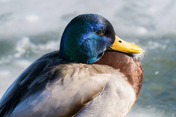 Canard Colvert Obtient Coup Tête Par Une Journée Ensoleillée Hiver — Photo