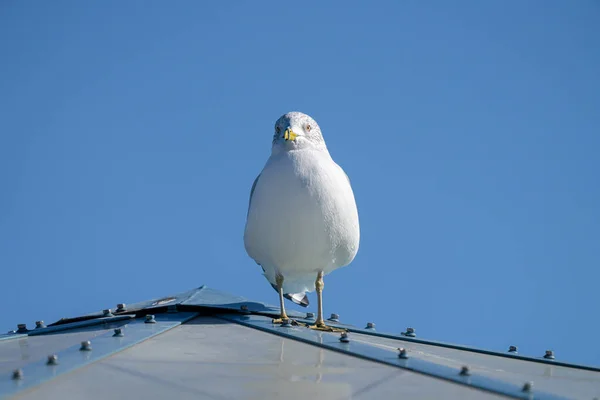 Gaviota Encaramada Observándote Vibrante Día Soleado Invierno — Foto de Stock