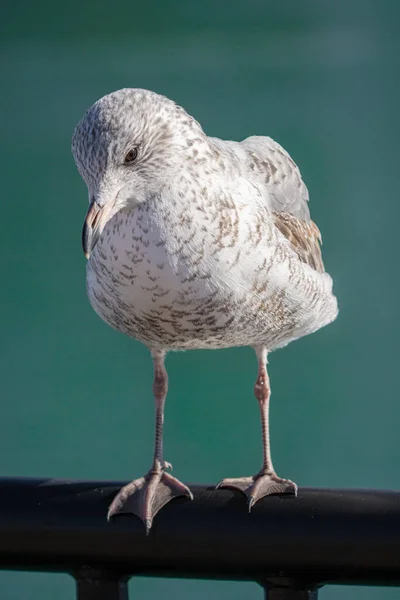 Gaviota Encaramada Observándote Vibrante Día Soleado Invierno — Foto de Stock