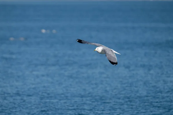 Möwe Mit Ausgebreiteten Flügeln Schwebt Einem Lebendigen Und Sonnigen Tag — Stockfoto