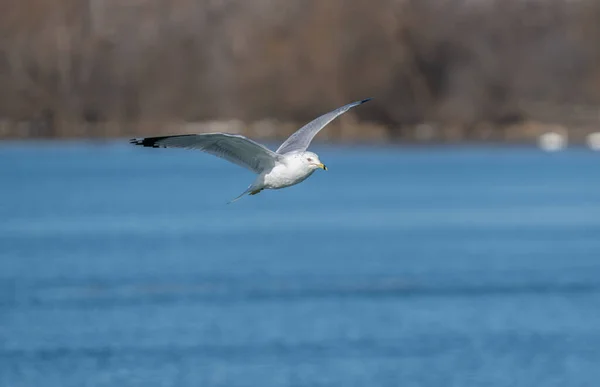 Seagull Wings Spread Soars Cold Waters Winter Vibrant Sunny Day — Stock Photo, Image