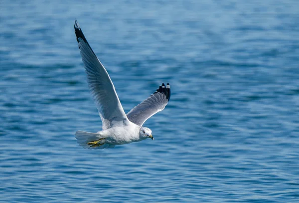 Möwe Mit Ausgebreiteten Flügeln Schwebt Einem Lebendigen Und Sonnigen Tag — Stockfoto