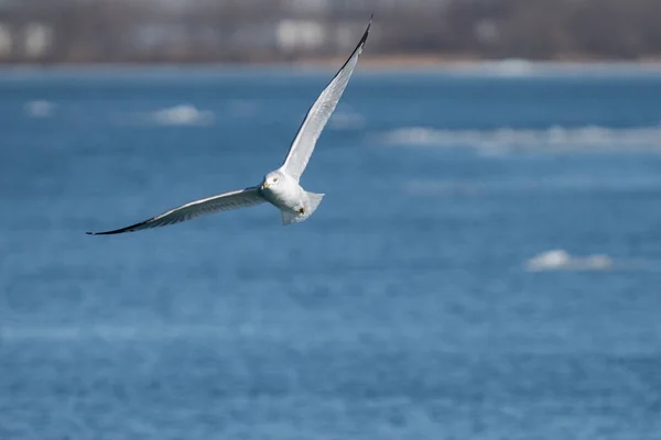 Seagull Wings Spread Soars Cold Waters Winter Vibrant Sunny Day — Stock Photo, Image