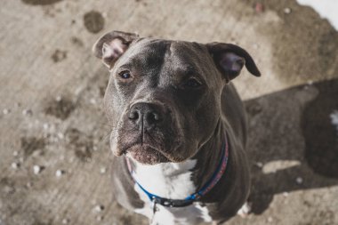 Pitbull Terrier sizi izlerken yaklaşın.