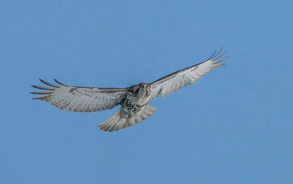 Hawk Soars High Blue Skies Cold Winter Day — Stock Photo, Image