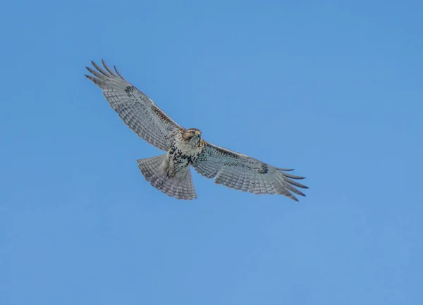 hawk soars high in blue skies on a cold winter day