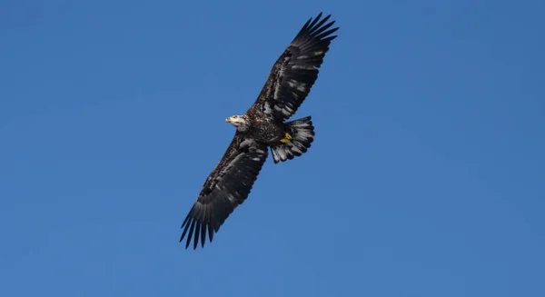 Bald Eagle Juvenile Flying Blue Skies High You — Stock Photo, Image