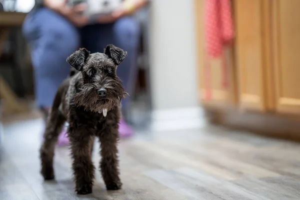 Miniatuur Schnauzer Puppy Verzorgd Wacht Een Traktatie — Stockfoto