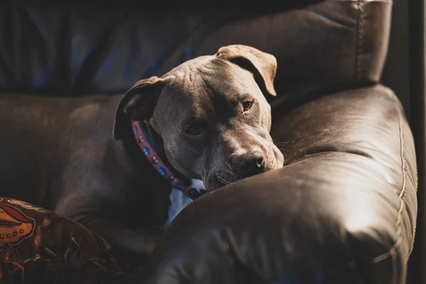 Pitbull Štěně Trvá Ospalý Relaxační Gauči — Stock fotografie