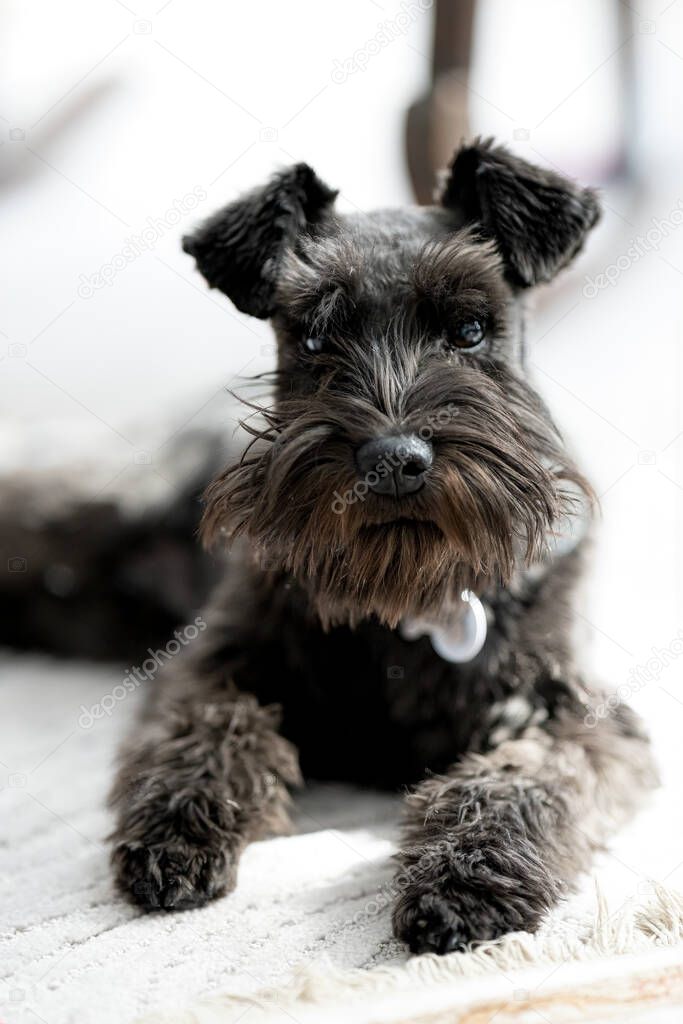 miniature schnauzer puppy is waiting for a treat from you after his grooming