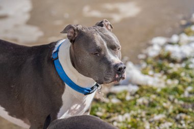 Pitbull, güneşli bir baharda güneşlenirken gözlerini kapatır.