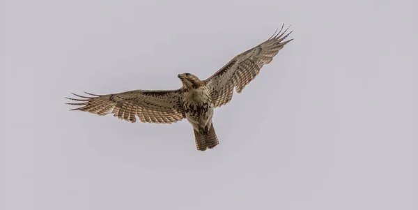 juvenile red tailed hawk soaring high above you with wings spread wide on a windy day in spring