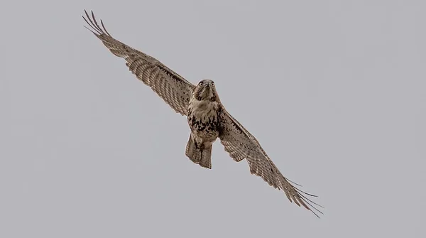 Juvenile Red Tailed Hawk Soaring High You Wings Spread Wide — Stock Photo, Image