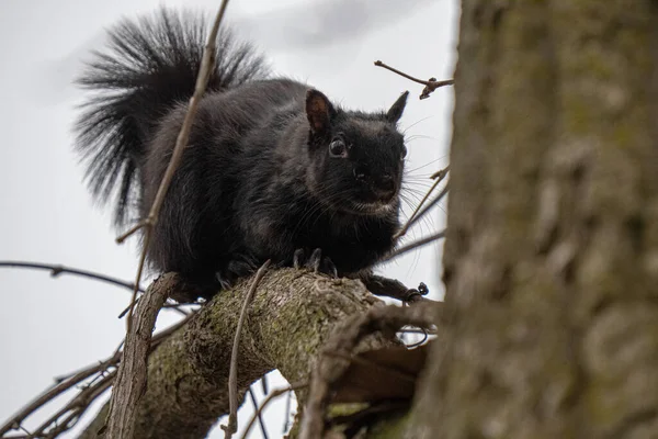 Schwarzes Eichhörnchen Hockt Einem Ast Und Frisst Eine Nuss — Stockfoto