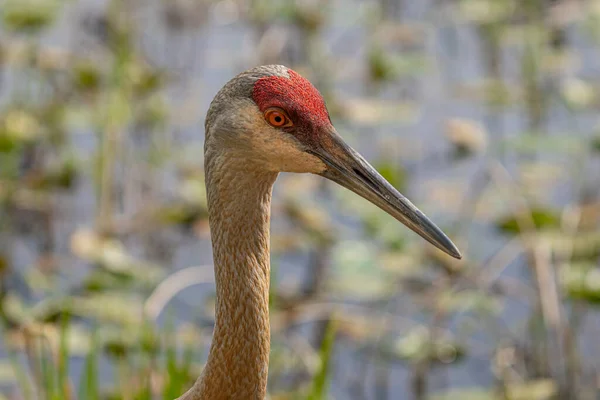 Grue Canada Juvénile Obtient Gros Plan Lors Chasse Nourriture Dans — Photo