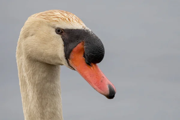 Vuxen Dämpad Svan Får Ett Huvud Skott När Jagar Mat — Stockfoto