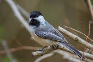 Siyah başlıklı civciv parkın yakınlarında tünemiş kuş yemi bekliyor.