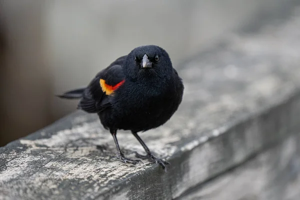 Mâle Oiseau Noir Ailé Rouge Atterri Près Chez Vous Par — Photo