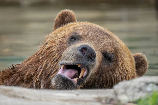Erwachsener Grizzlybär Schaut Dich Während Einem Sonnigen Tag Ein Foto — Stockfoto