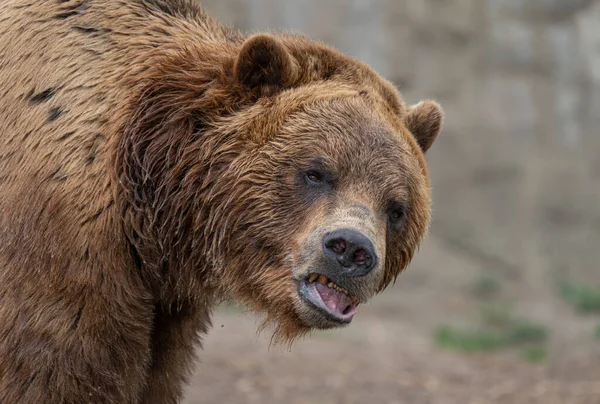 Erwachsener Grizzlybär Schaut Dich Während Einem Sonnigen Tag Ein Foto — Stockfoto