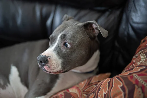 Adult Pitbull Worried Loud Noises Hearing — Stock Photo, Image